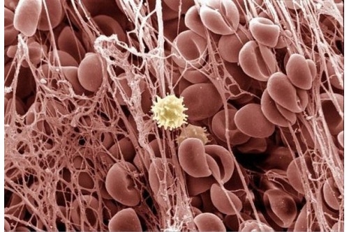 Bạn có bao nhiêu tỷ tế bào trong cơ thể.