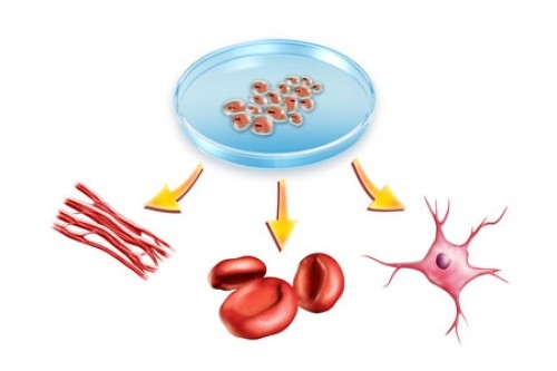 Các nhà khoa học có thể làm cho chuột "trẻ mãi không già", dự kiến 10 năm nữa có thể thử nghiệm trên con người