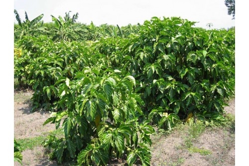 Cách trồng và chăm sóc cây nhàu chuẩn kỹ thuật nhất