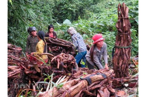 CÂY CỎ MÁU – Thần dược tự nhiên