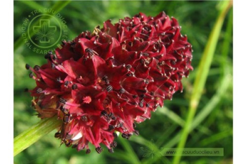 Cây địa du chữa được bệnh gì?