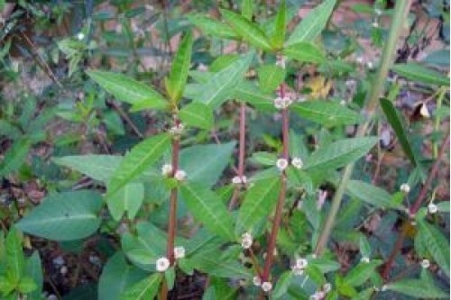 Cây rau dệu điều trị giời leo, ho ra máu, viêm niệu đạo cực hay