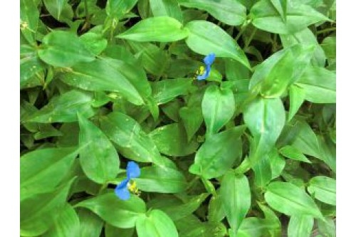 Cây rau trai (cây thài lài) và những công dụng quý