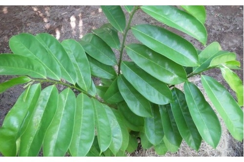 Công dụng của lá mãng cầu xiêm, Lá mãng cầu xiêm điều trị ung thư