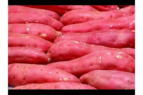 Điều kỳ diệu từ khoai lang
