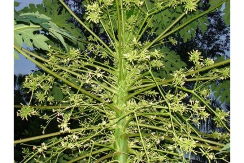 ĐU ĐỦ ĐỰC CHỮA BỆNH UNG THƯ