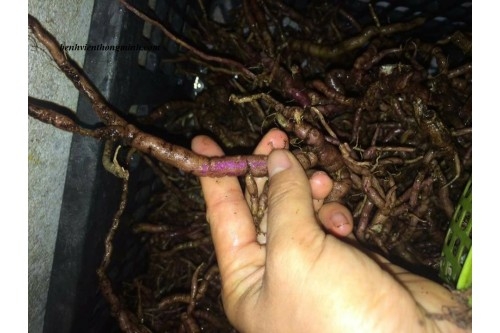 Giới thiệu về vị thuốc Ba kích tím