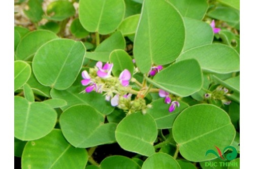 Kỹ thuật trồng kim tiền thảo cho năng suất cao để chữa bệnh sỏi thận sỏi mật