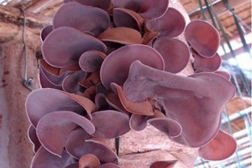 Mộc nhĩ, Nấm mèo: Cách dùng sai gây hại khôn lường