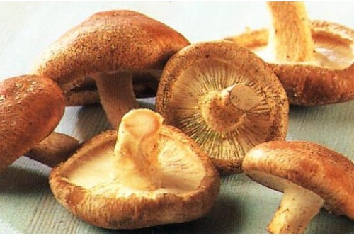 Nấm hương rừng, tác dụng của nấm hương rừng sapa