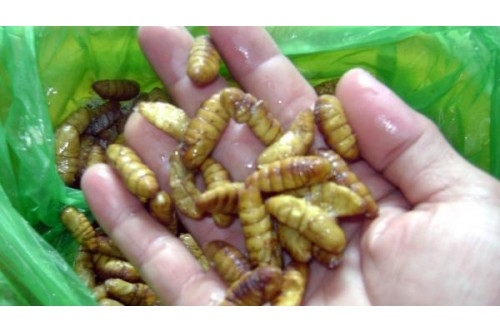 Nhộng tằm: Món ăn vị thuốc bổ dưỡng