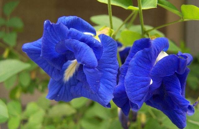 Những tác dụng và cách sử dụng đúng sẽ bất ngờ từ hoa đậu biếc