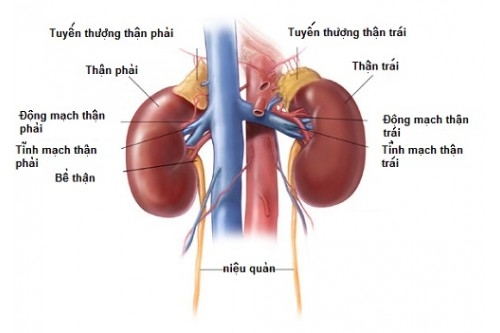 Top nhung thực phẩm tốt cho thận và không tốt cho thận
