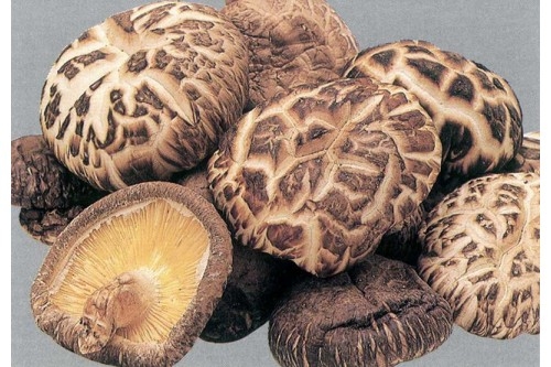 Vị thuốc hay từ nấm hương hay còn gọi là nấm đông cô